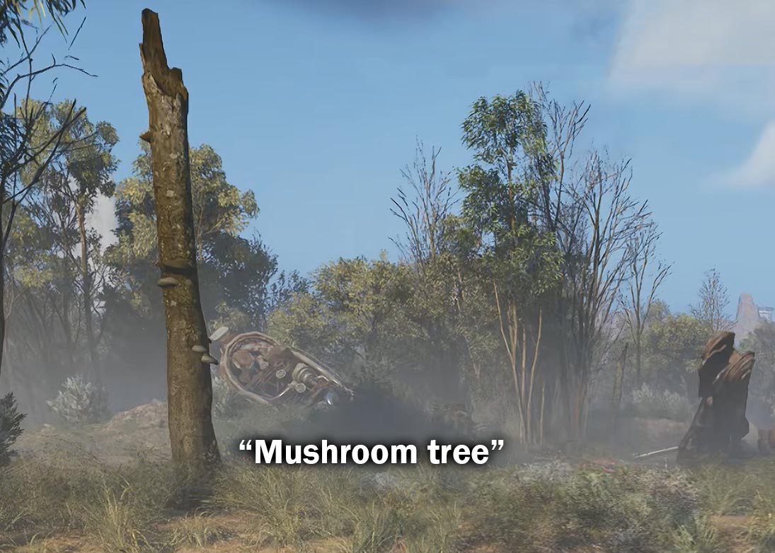 Dead tree with harvestable mushroom at base