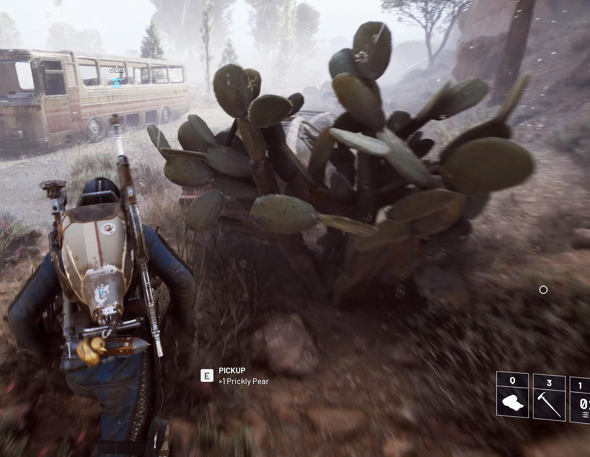 Prickly Pear on ground near cactus